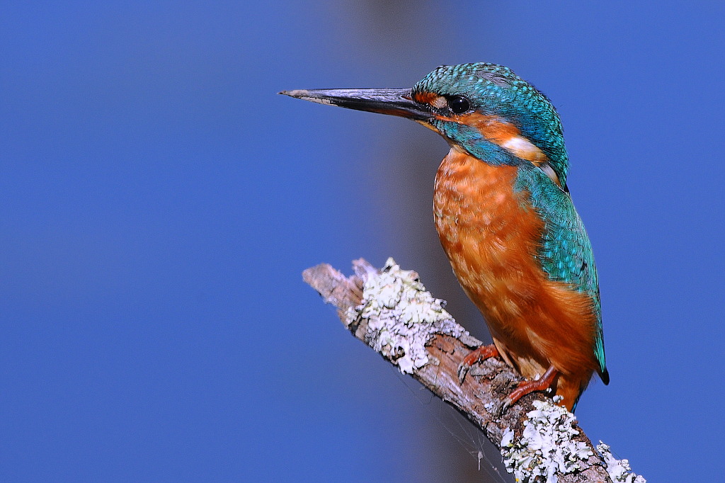 Eisvogel 002