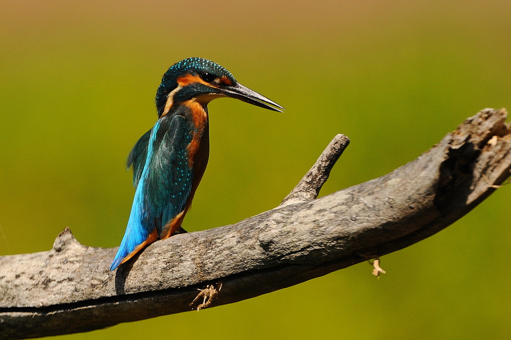 Eisvogel 003