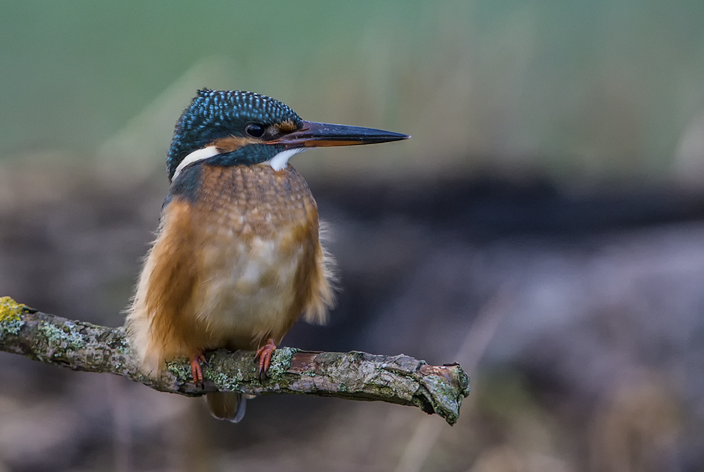 eisvogel 01