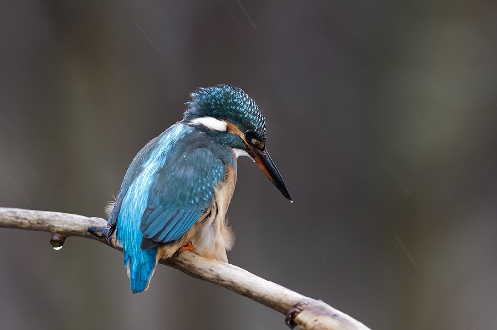 eisvogel 02