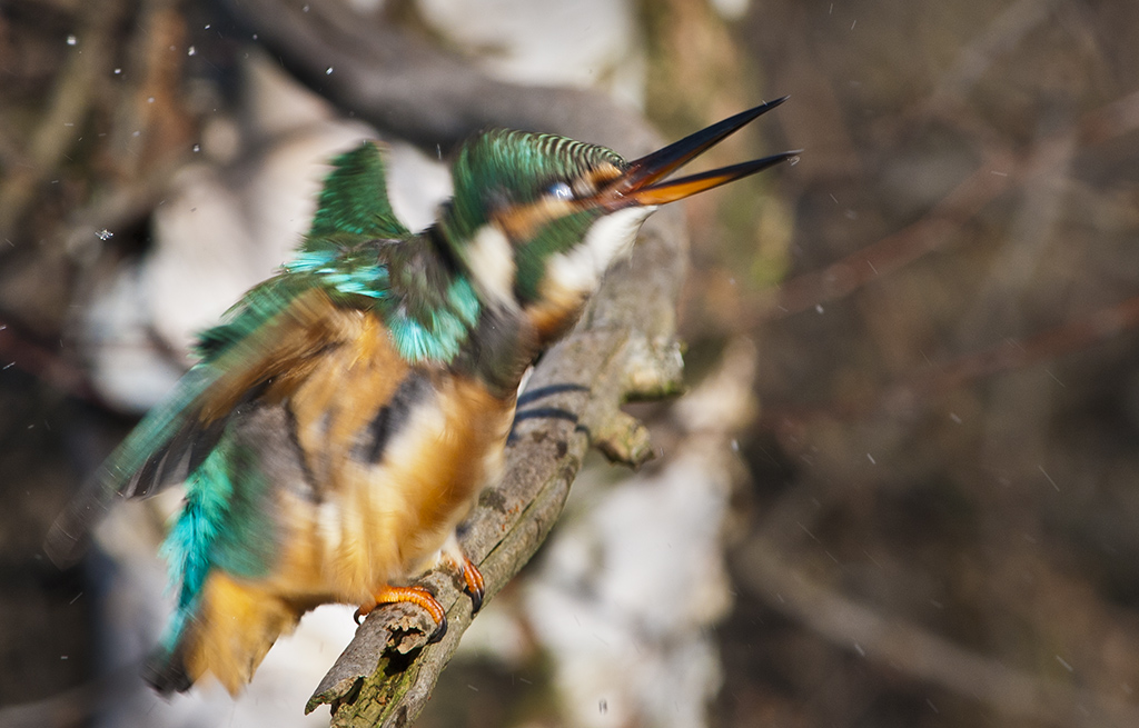 eisvogel 03