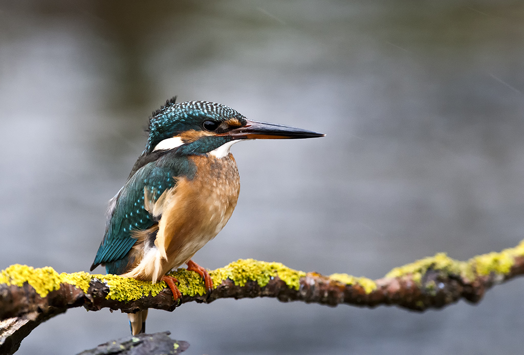 eisvogel 04