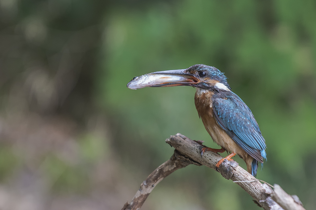 eisvogel 04