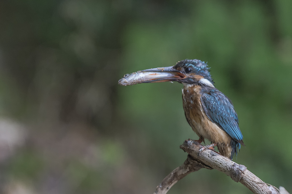 eisvogel 05