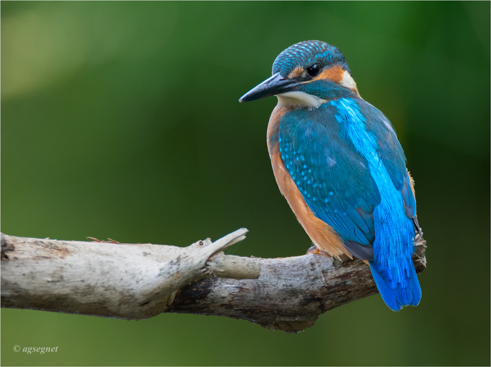 Eisvogel 0904