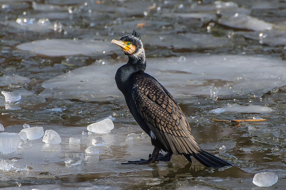 Eisvogel (1 von 1).JPG