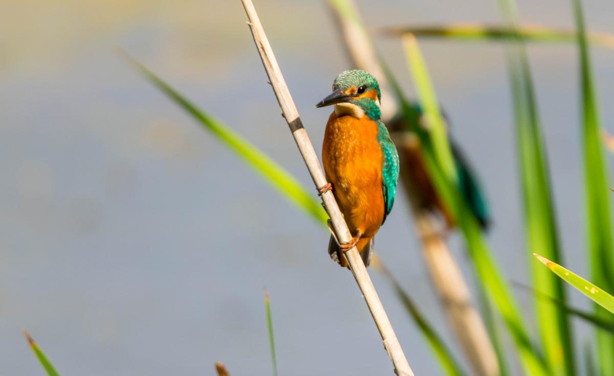 Eisvogel  (1 von 1)