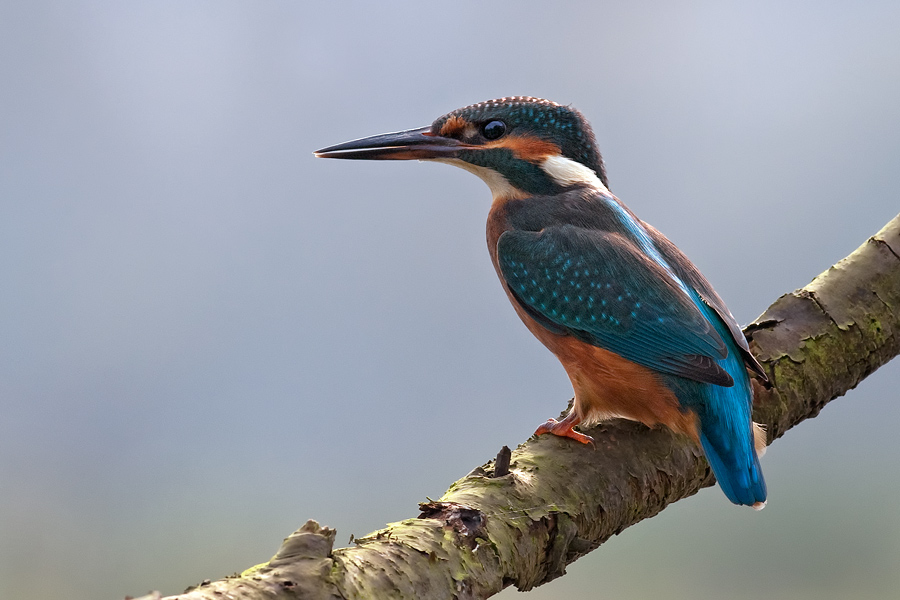 eisvogel 1
