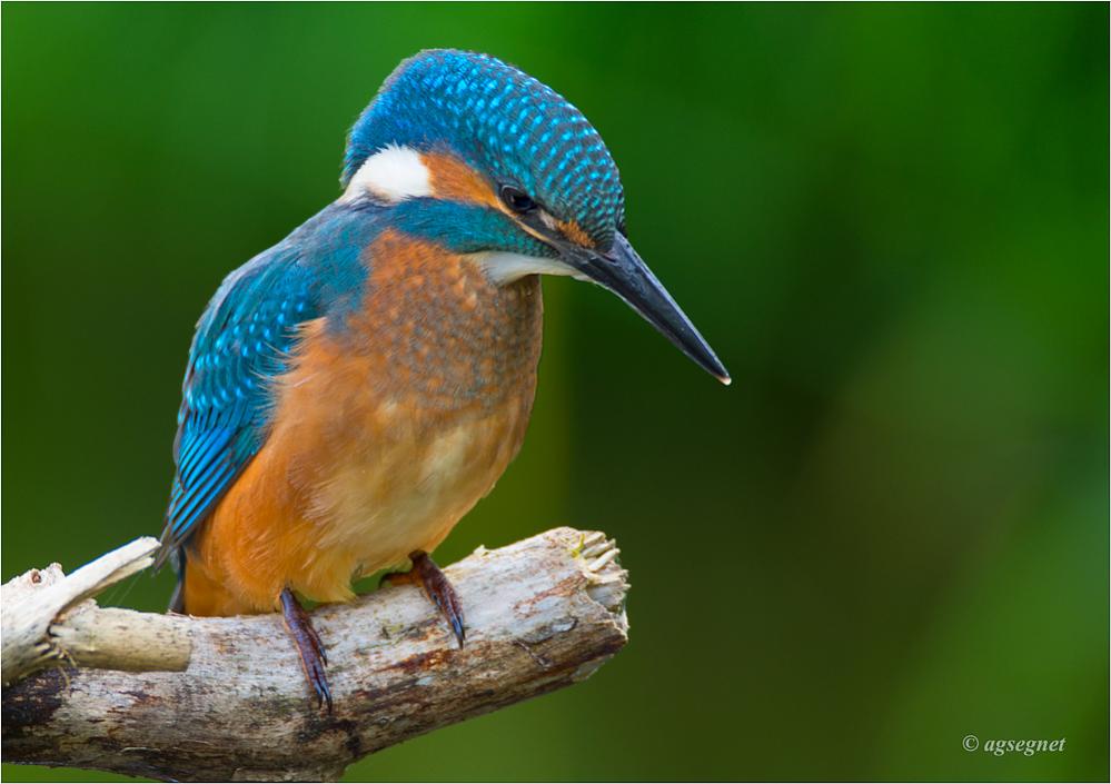 Eisvogel 1089 Bearbeitet