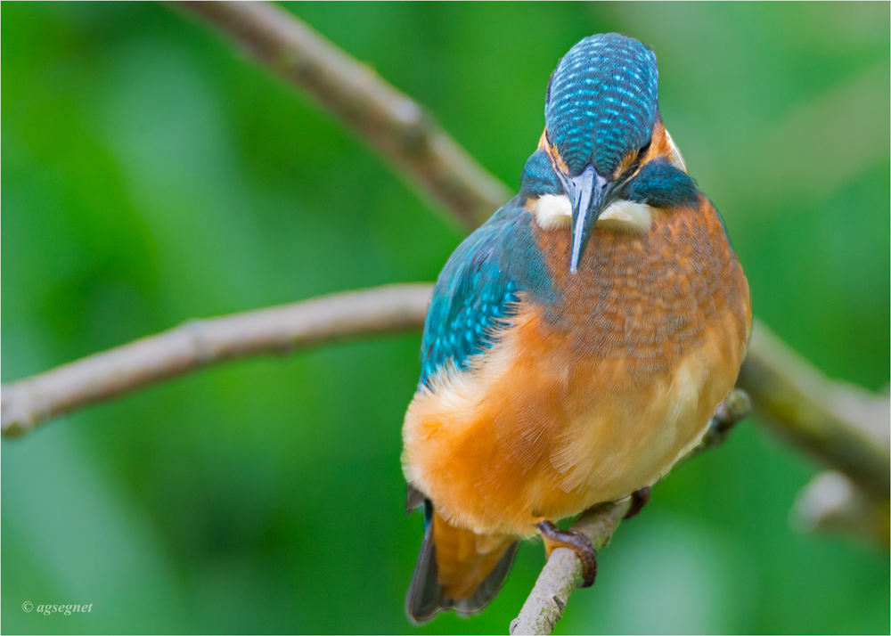 Eisvogel 1147