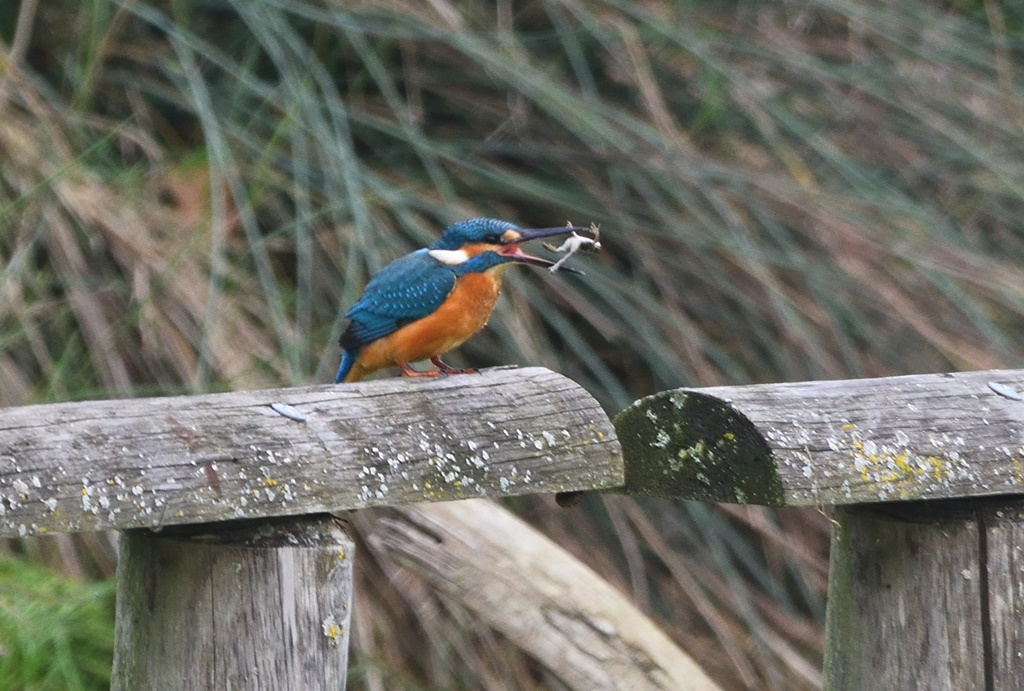 Eisvogel 16