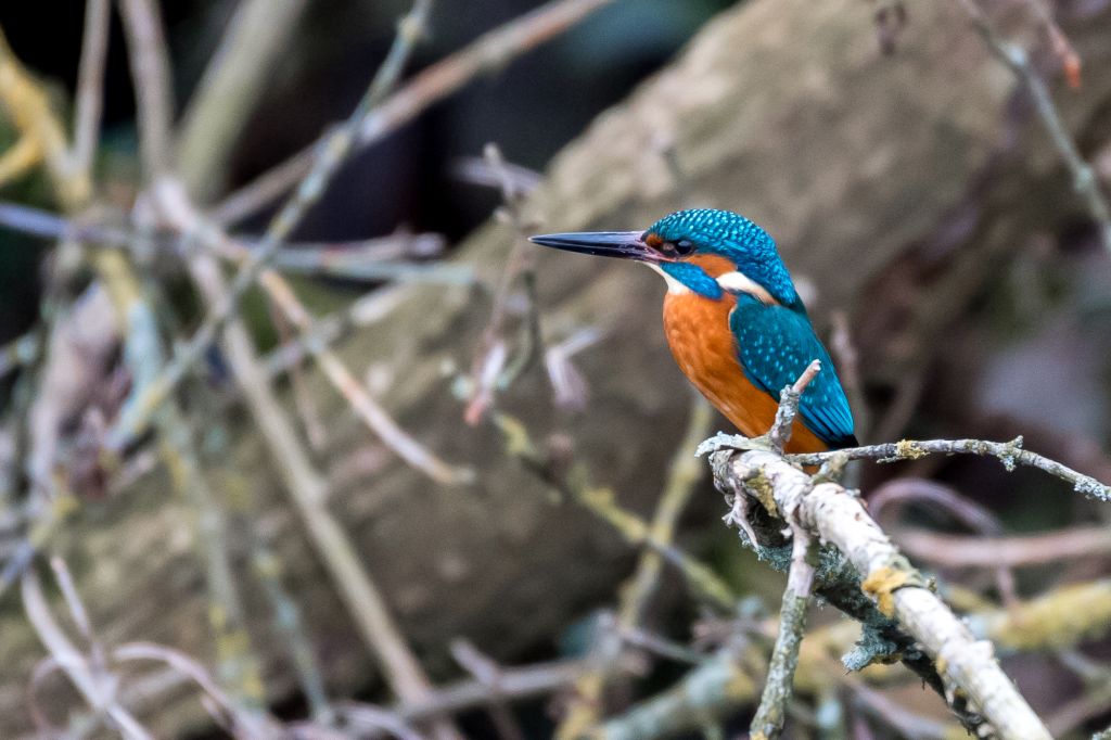 Eisvogel 2