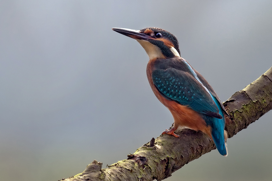 eisvogel 2