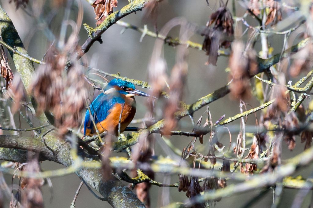 Eisvogel 2018 1
