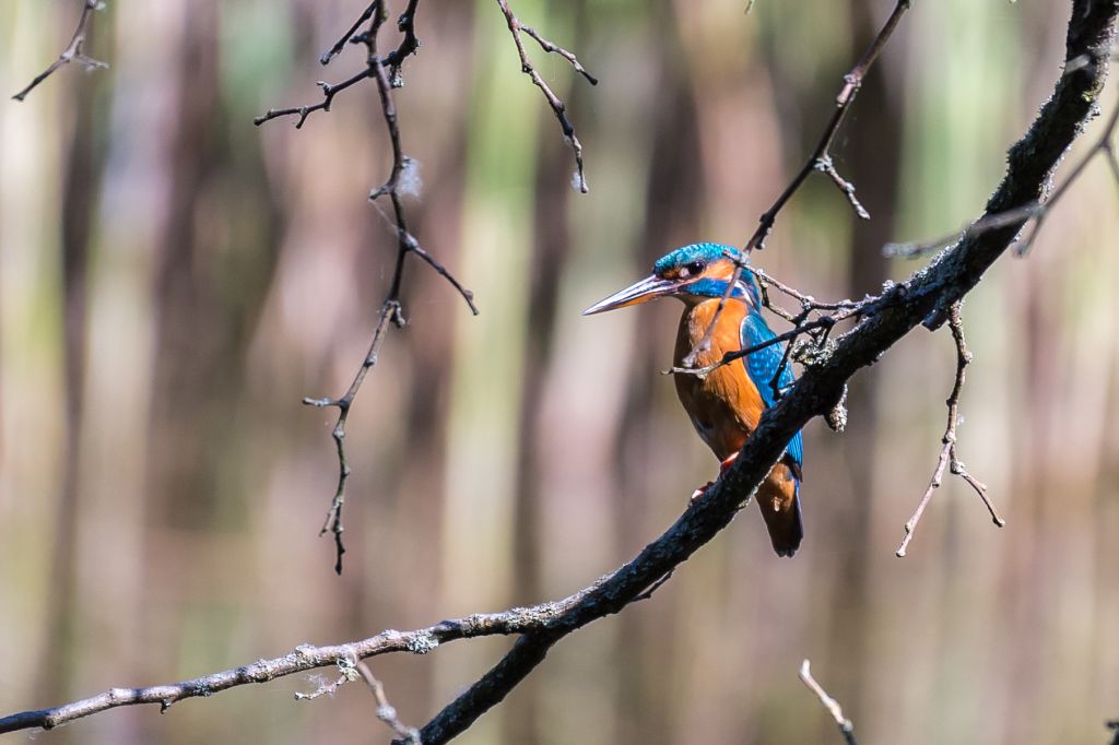 Eisvogel 2018 2