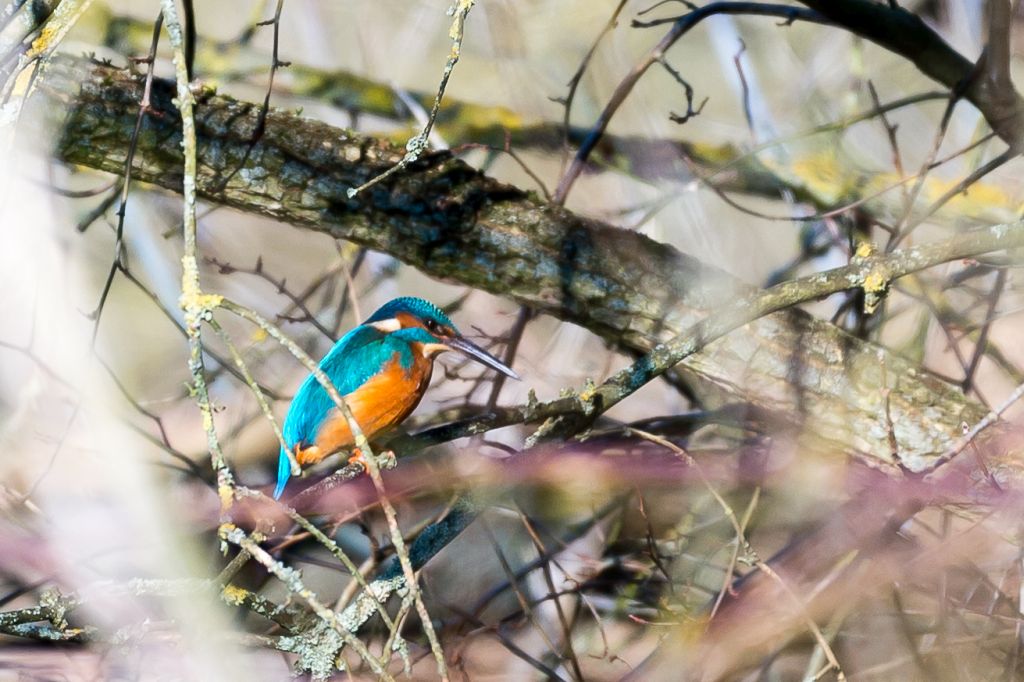 Eisvogel 2018