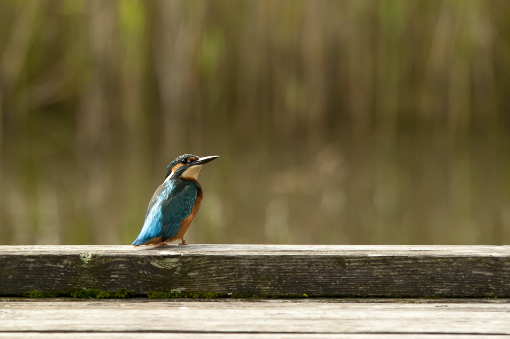 Eisvogel 3