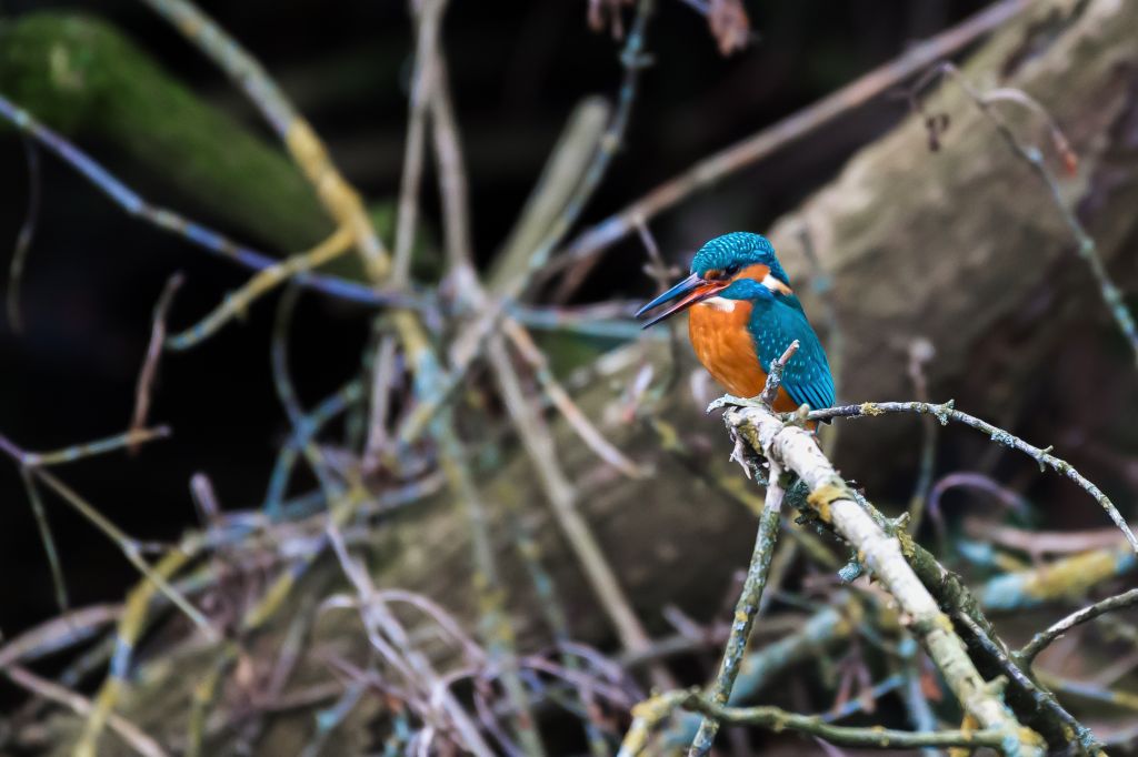 Eisvogel 3