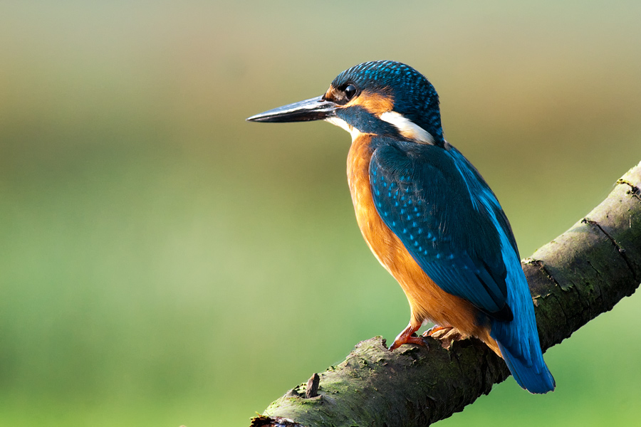 eisvogel 3
