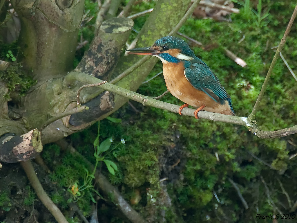 eisvogel 3