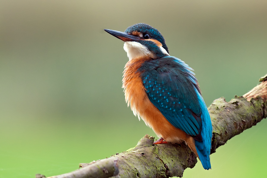 eisvogel 4
