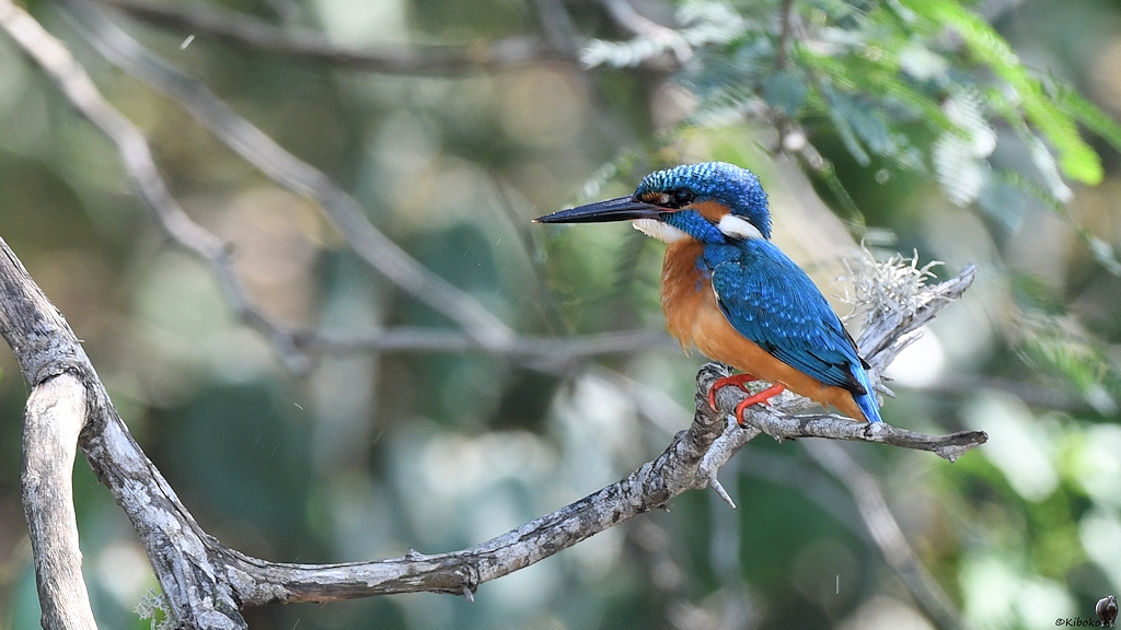 Eisvogel (Common Kingfisher)
Bundala Nationalpark

s1655 Bundala Eisvogel 6390