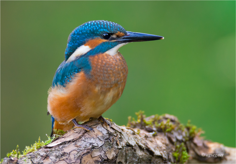 Eisvogel DSC 0996