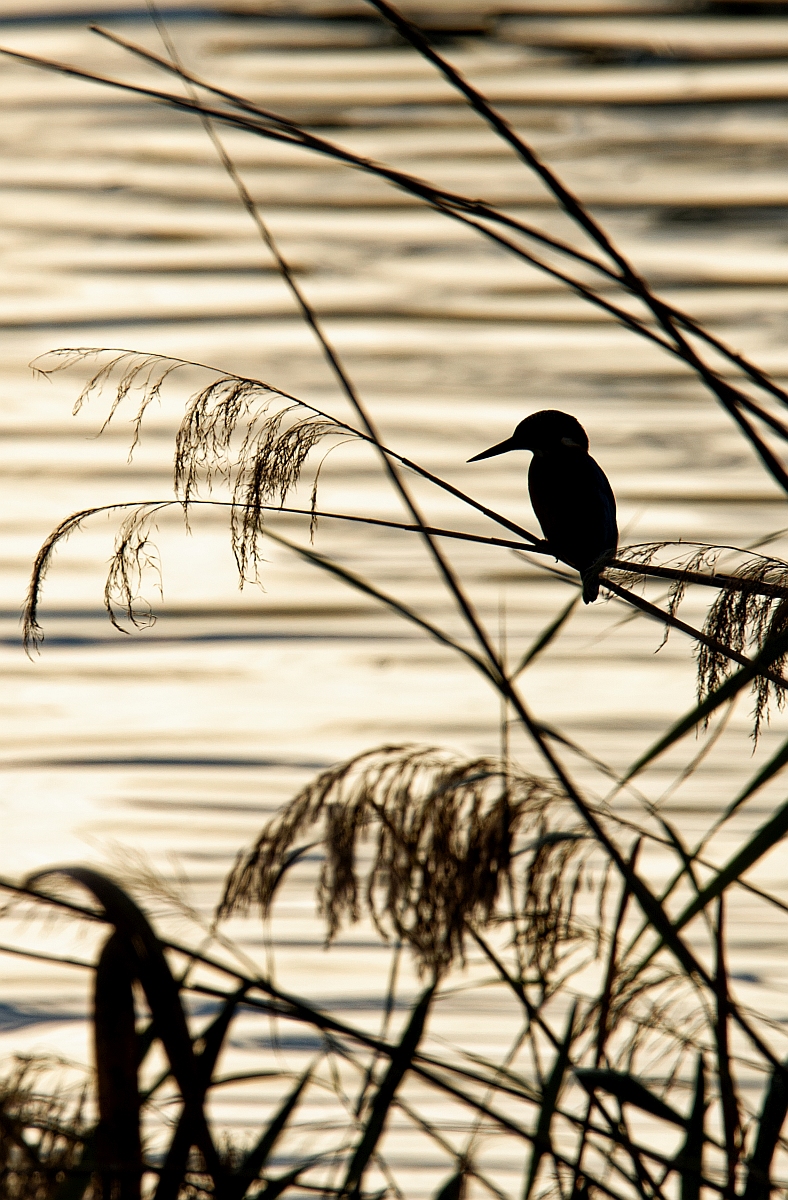 Eisvogel Gegenlicht.jpg