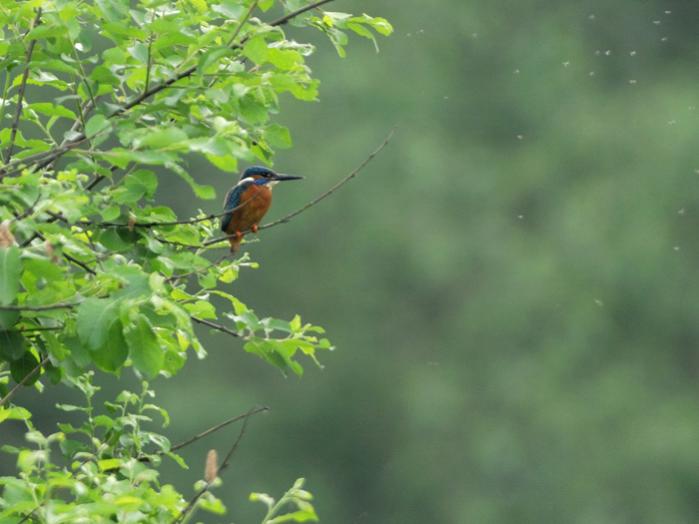 Eisvogel, Kocks Loch