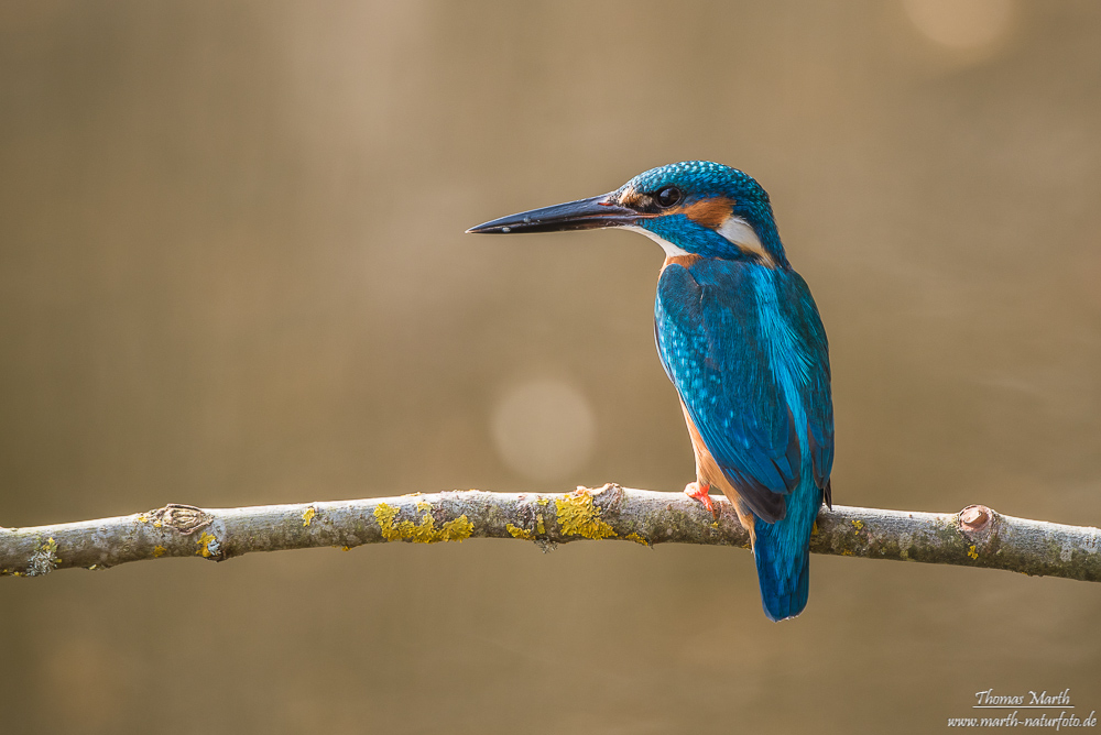 Eisvogel 
Männchen