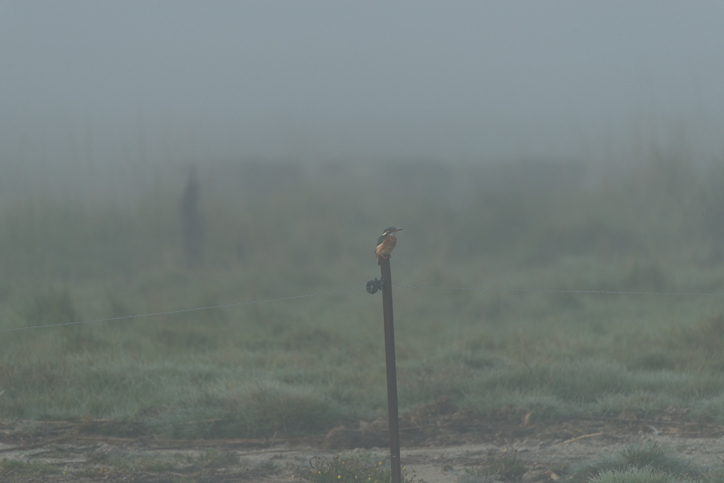 Eisvogel mit 600 mm