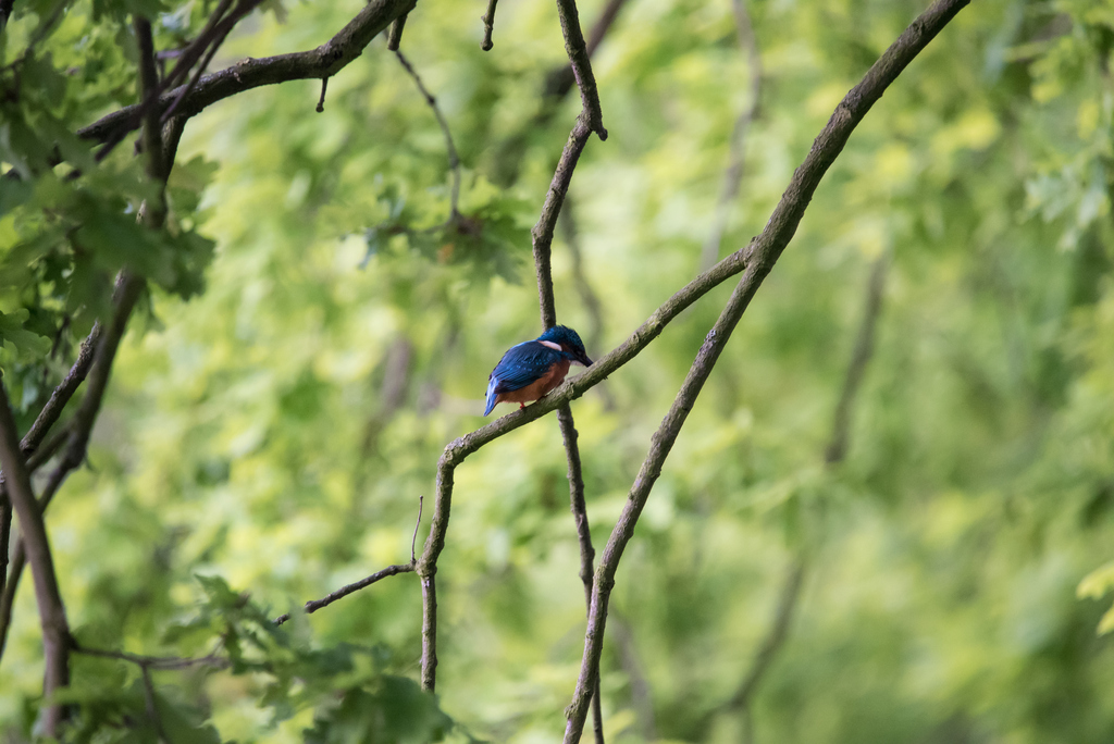 Eisvogel Original