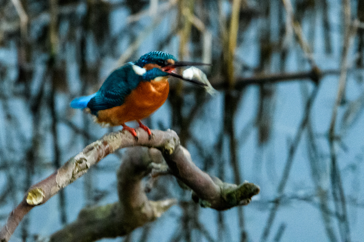 Eisvogel, Region Hannover