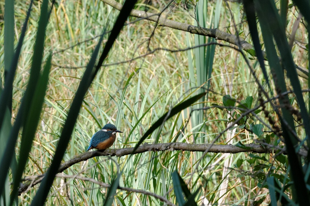 Eisvogel,Stadtpark 004 DxO v