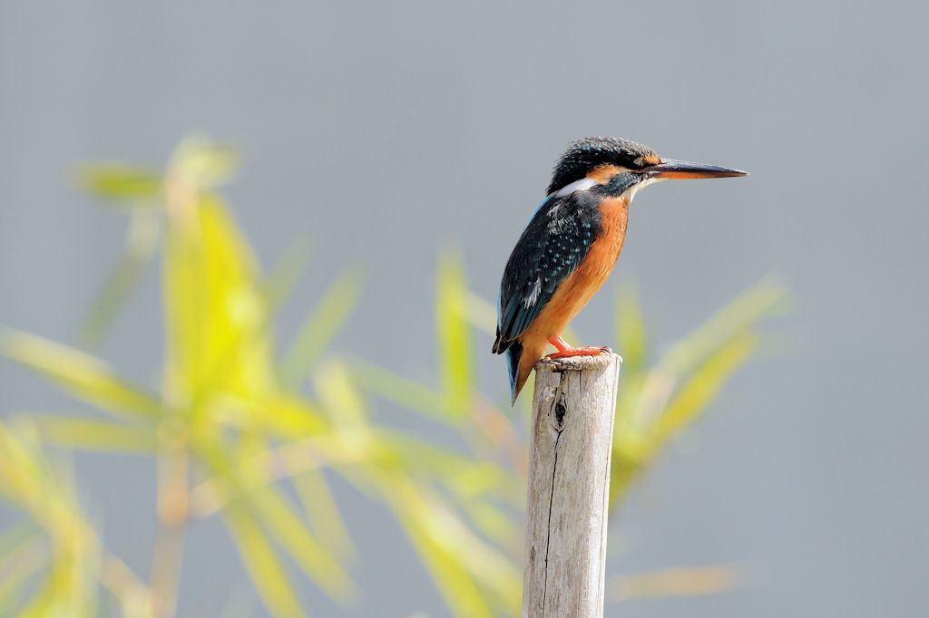 Eisvogel