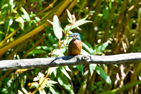 Eisvogel
