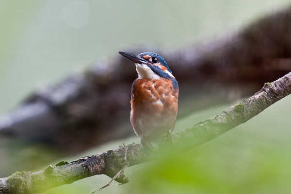 Eisvogel