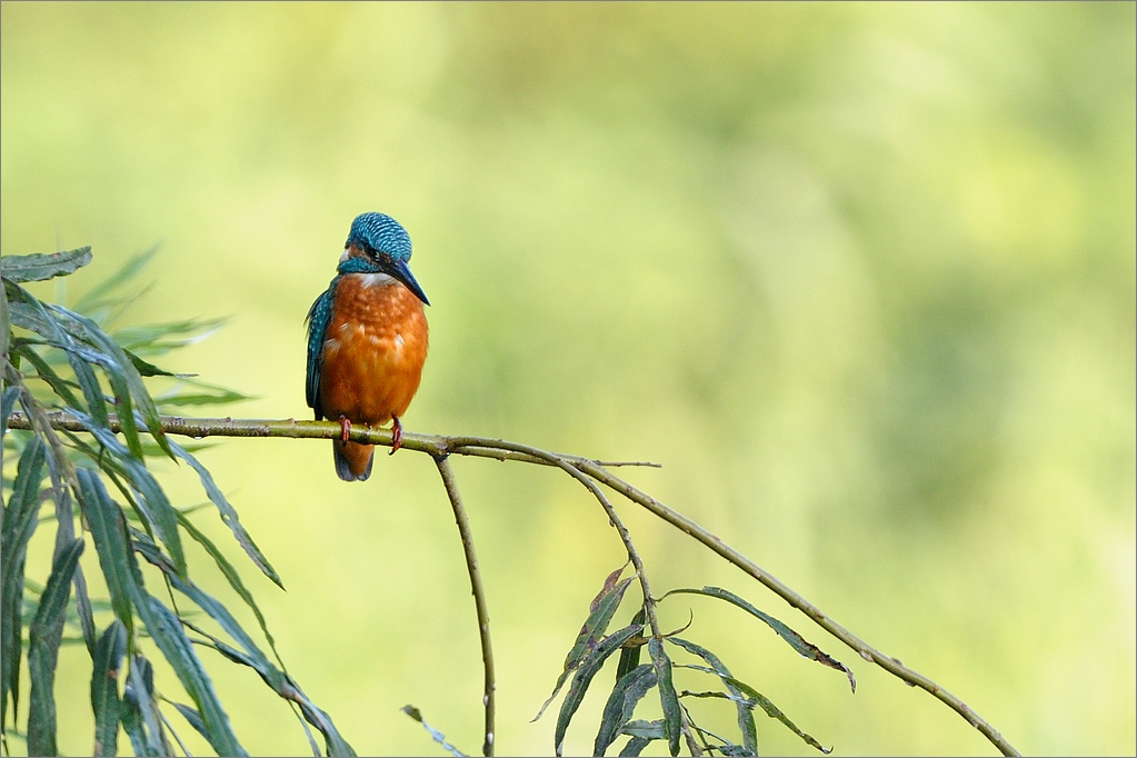 Eisvogel