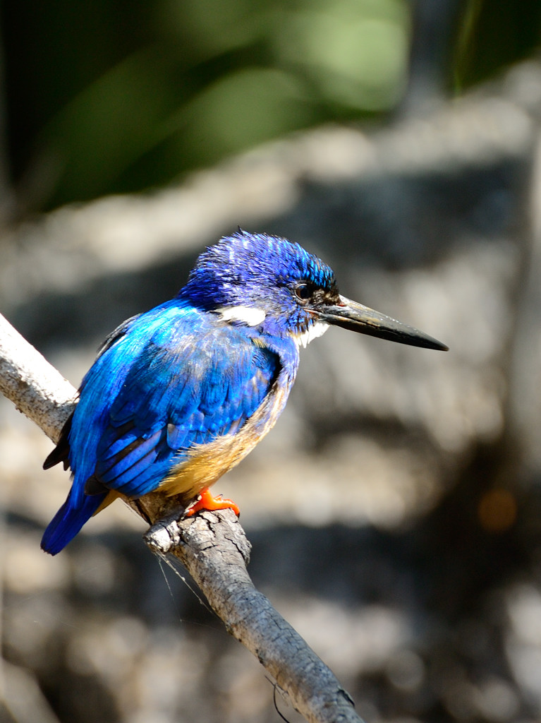 Eisvogel