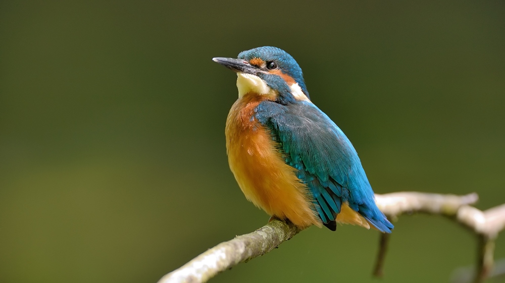 Eisvogel
