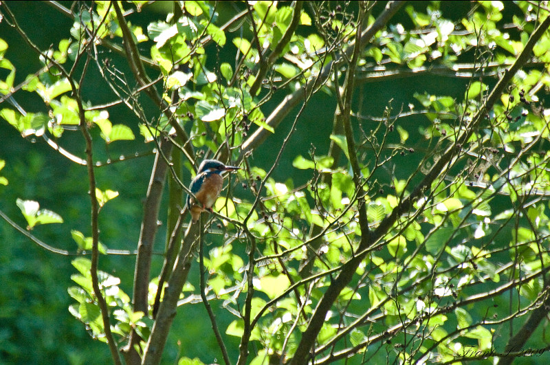 Eisvogel