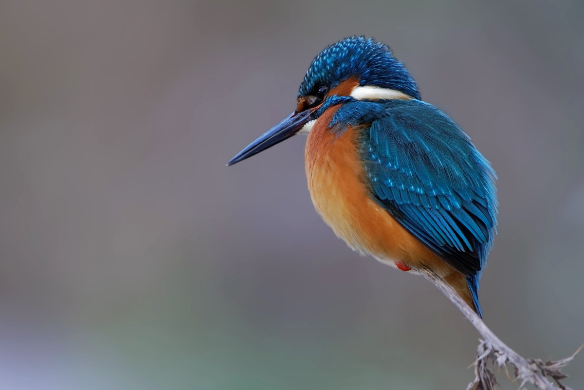 Eisvogel