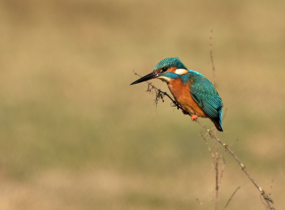 Eisvogel