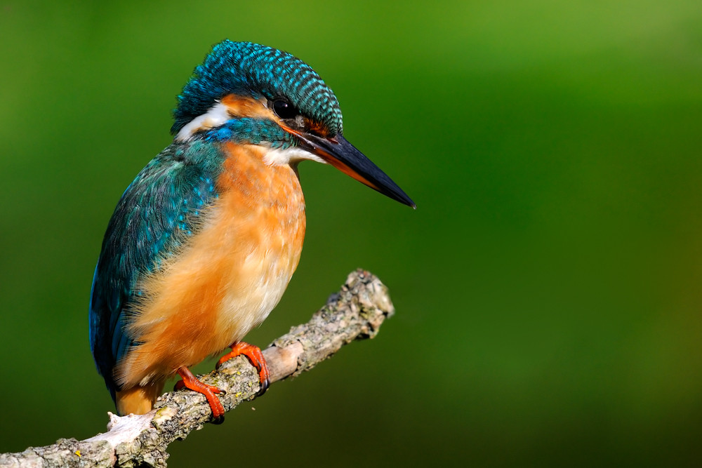 Eisvogel