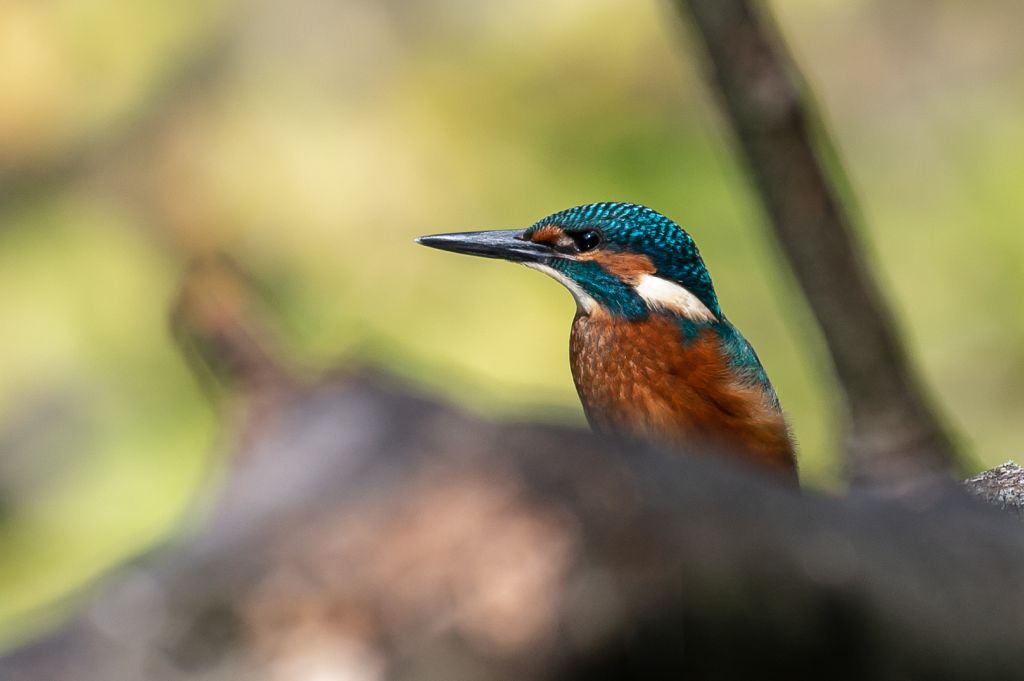 Eisvogel