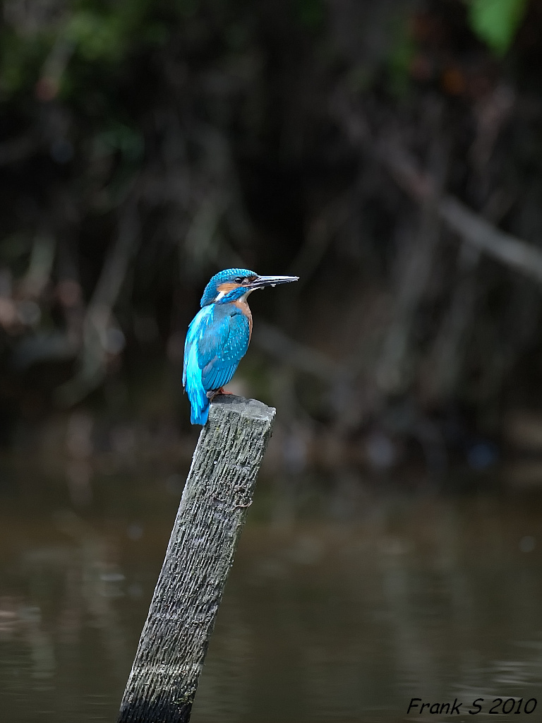 Eisvogel