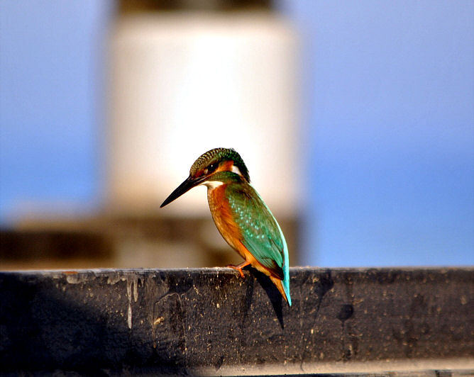 Eisvogel001