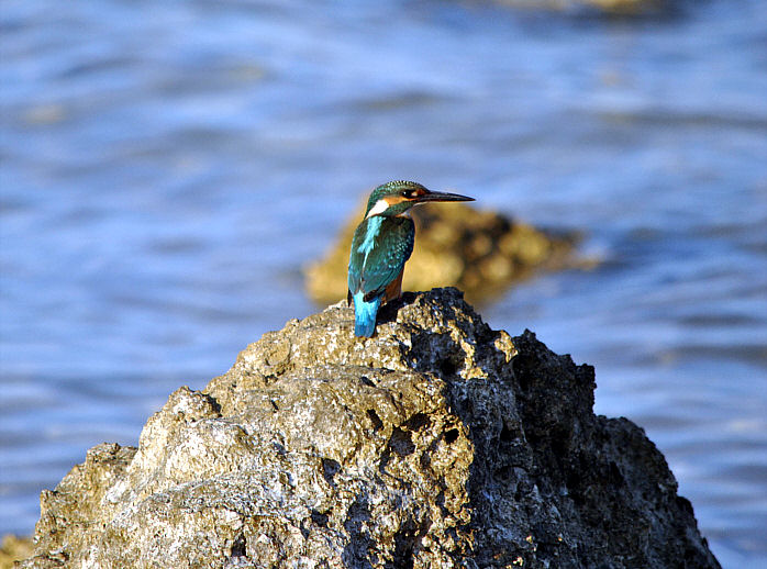 Eisvogel002