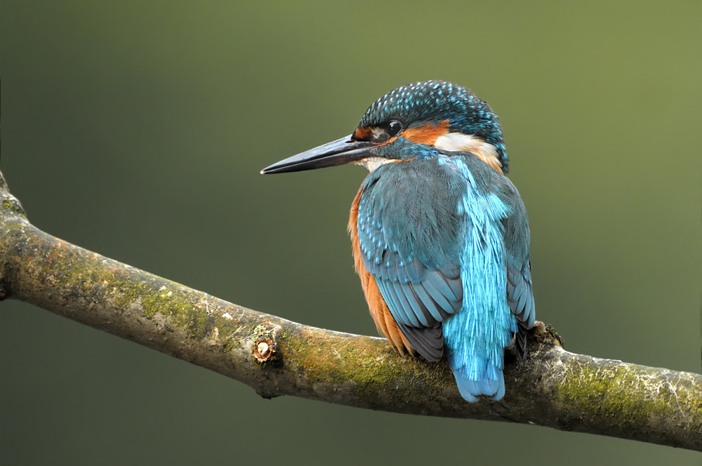 Eisvogel0733b
