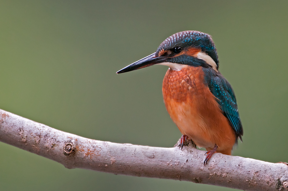 Eisvogel1